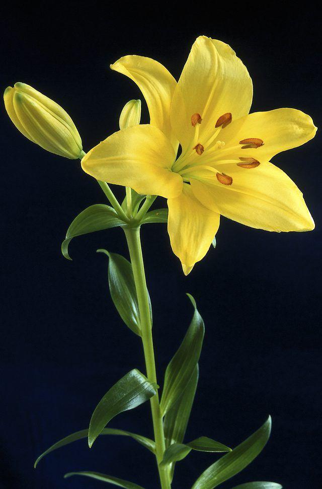 Lush Elegance Petal Symphony