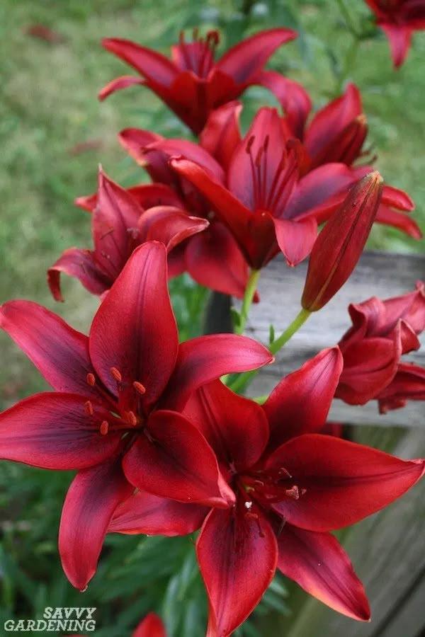 Whispers of Dawn Floral Embrace